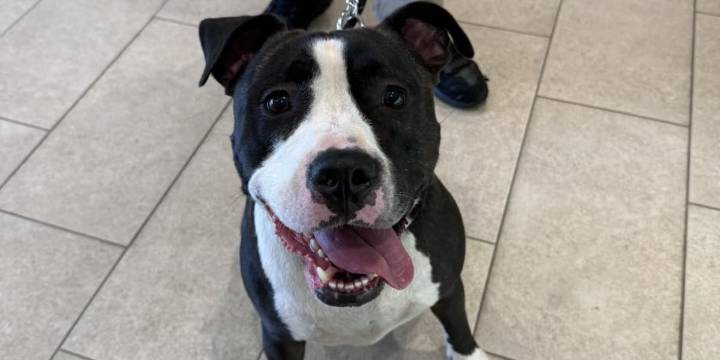 Owners sought after dog left abandoned in Branford