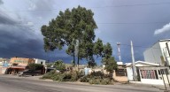 Derriban árbol con más de 51 años de antigüedad al norte de Hermosillo