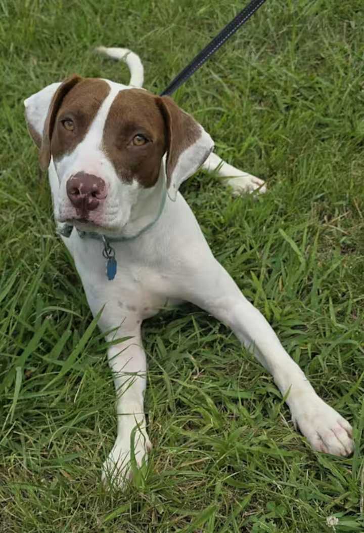 It’s a beautiful day!  Spend it with an adoptable pet.  Aug 16