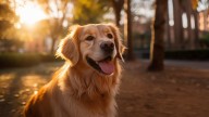 Pocos lo saben: por qué los golden retriever son los perros más felices del mundo