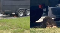 Woman Spots A Mysterious Bundle Of Fur Under Trailer And Ends Up Saving A Loving Dog In California