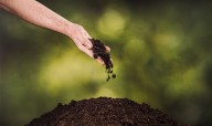 Los funerales ecológicos están en auge: ¿de qué se tratan?