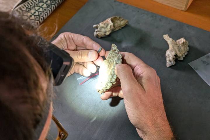 Descubren nueva especie de Australopithecus;  coexistió en África con especie de Homo primigenia