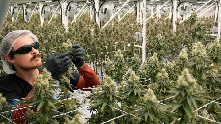 One year later, is Ohio's recreational marijuana program working?