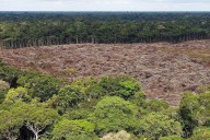 Un nuevo fondo global busca frenar la tala con pagos de cuatro dólares por hectárea de selva