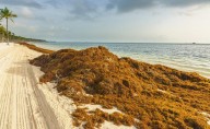 Quintana Roo instala 9.5 km de barreras y 34 embarcaciones para controlar sargazo