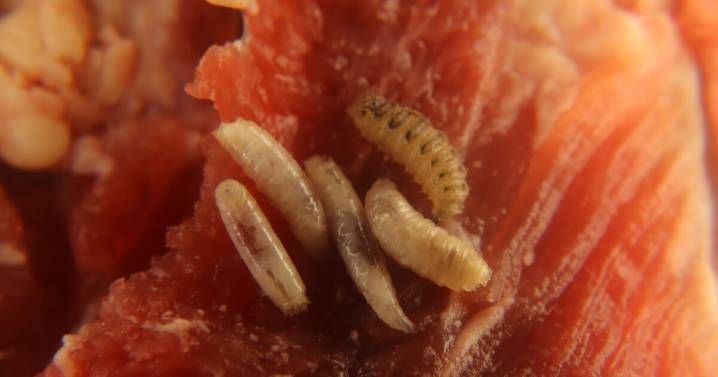 US has its first human case of flesh-eating screwworm, health officials say