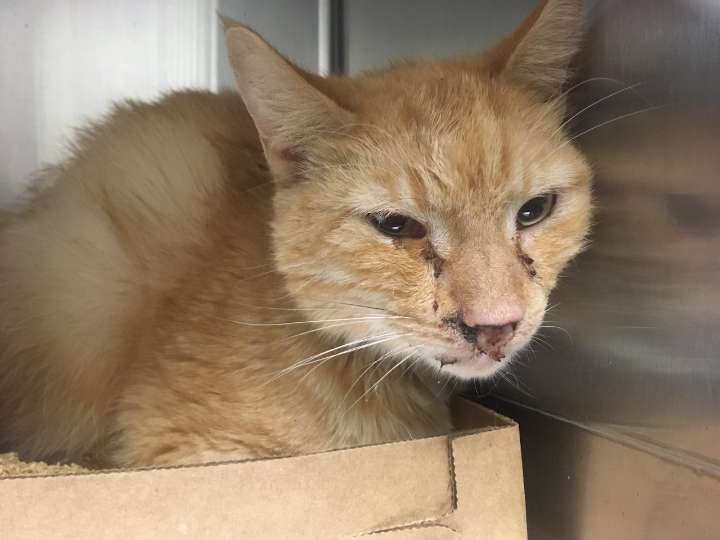 Dozens of sick, injured cats and dogs recovering after being rescued from N.J. home