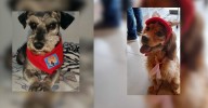 ¡Justicia para ‘Tony’ y ‘Nala’! Cárcel para responsables de su muerte