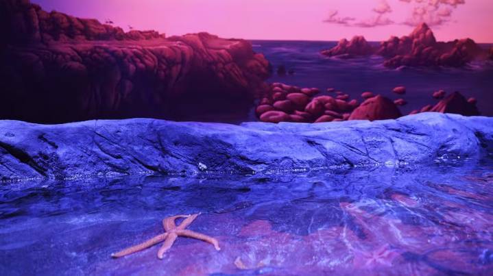El Florida Aquarium de Tampa inaugura un estanque táctil de mareas con especies del Pacífico Noroeste