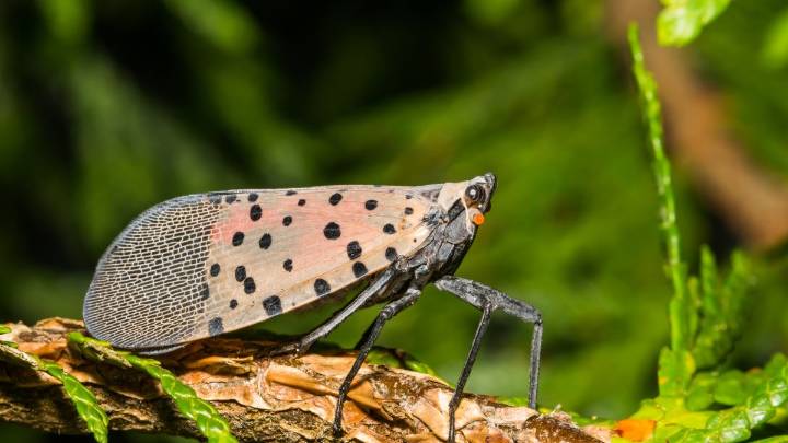 Parecen mariposas: por qué expertos recomiendan aplastar la mosca linterna