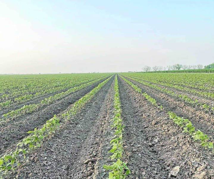 Surgen más apoyos para siembra de soya