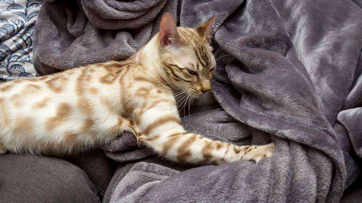 Why Do Cats Knead?