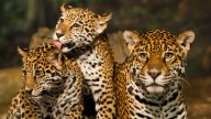 En seis años, población de jaguares en México aumentó 10%