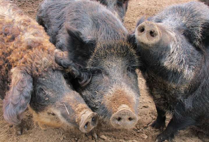 Wild pigs with blue meat found in California, officials sound alarm