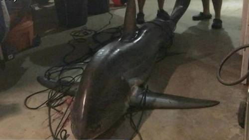 Massive shark caught off the Connecticut coast