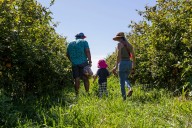 Ready for U-Pick season? See when to find your favorite Michigan apple