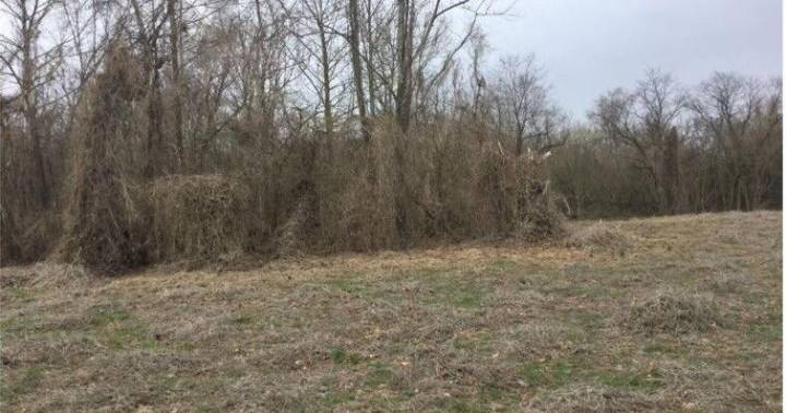 DEP invites comments on planned Mason County biomass and carbon