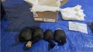Brooklyn man tried to smuggle hundreds of turtles to Hong Kong