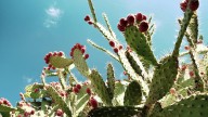 A considerar. Qué es el nopal, qué beneficios aporta y por qué muchos lo suman a la dieta diaria