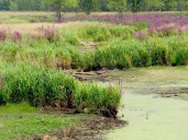 Steady decline in lower St. Lawrence River outflows July