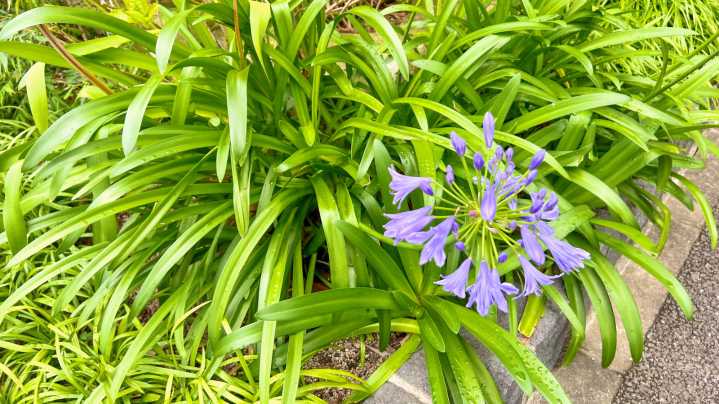 Reasons Your Agapanthus Plant Isn't Flowering (& The Easy Way To Fix It)