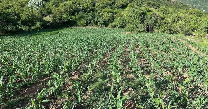 Políticas públicas no garantizan autosuficiencia alimentaria: Universidad de Chapingo