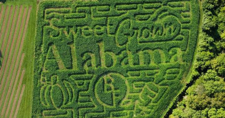 Heflin farm gearing up for fall season, gives sneak peek to incredible corn maze