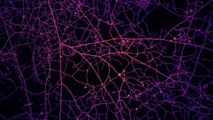 How plants and fungi trade resources without a brain