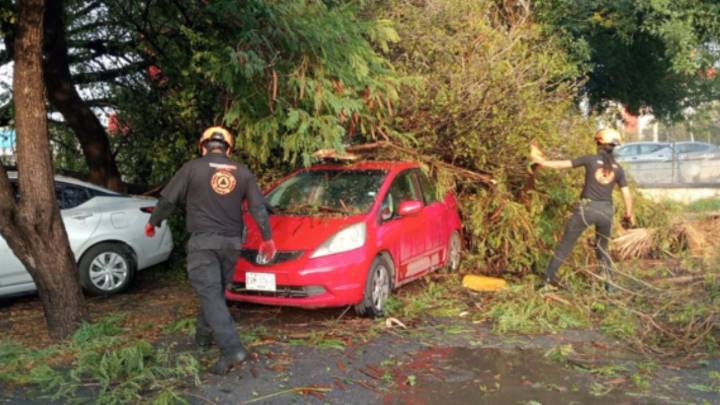 Tras lluvia, árbol cae sobre autos en Monterrey
