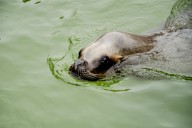 Otra polémica en el Aquarium. El Centro de Rescate de Fauna Marina, un servicio crucial para la costa sur, amenazado de cierre