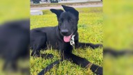 North Carolina Woman Brings Home a ‘Labrador’ Puppy, Then Notices Something Unusual