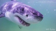 Great white sharks head north