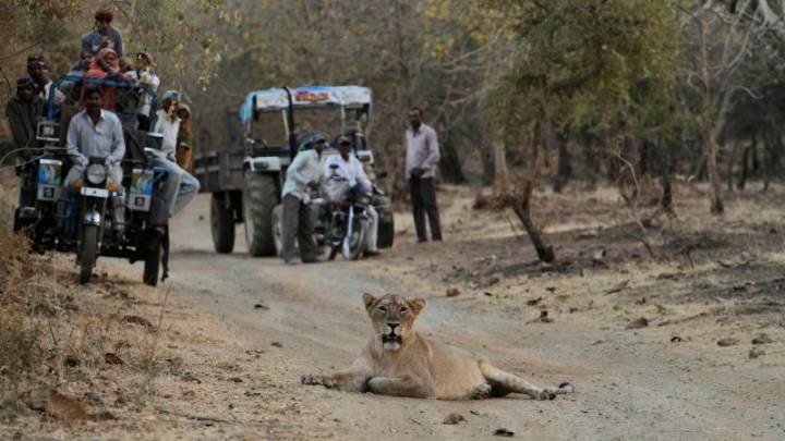 India’s growing lion population should be cause for celebration, but it’s also a deadly problem