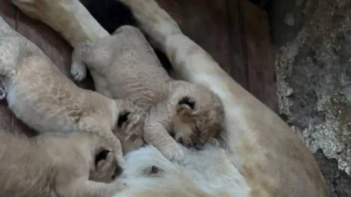 Tres leones nacieron en el parque zoológico Chorros de Milla
