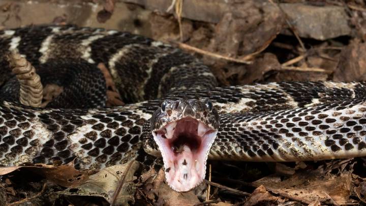 Hiker Dies After Getting Bitten By Venomous Rattlesnake He Picked Up