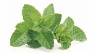Los beneficios de su té
