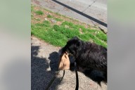 Great Pyrenees Mix Goes on Street Walk, Hysterics at What She Carries Home