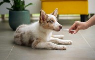 Yes, vets sometimes prescribe human drugs to pets. But don’t try it at home