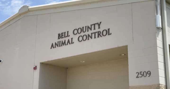 Bell County approves funding for animal shelter outreach coordinator, amid euthanasia concerns