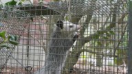 Pulaski County man arrested, accused of abusing opossum in video