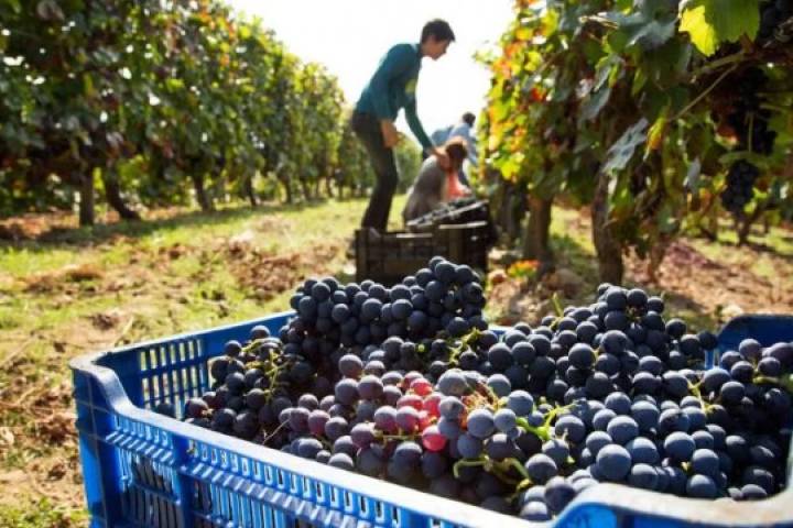 Arrancó la paritaria vitivinícolas: FOEVA pide 2% mensual y $20.000 no remunerativos por 6 meses