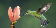When Will Hummingbirds Leave My Backyard for the Winter?