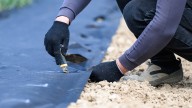 The One Place You Want To Make Sure You Avoid Using Landscape Fabric And Why