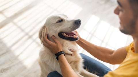 Survey: Pet parents continue to spend on food, toys