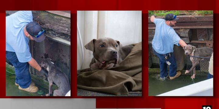 Cleveland Water employee rescues dog trapped against wall along river
