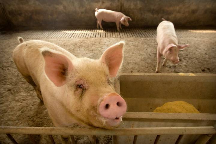 Pork prices expected to stay high during holidays, Texas A&M AgriLife says