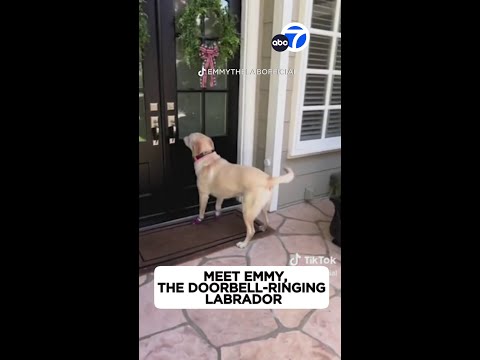 Meet Emmy! The doorbell-ringing Labrador!