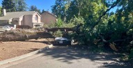 Fallen oak