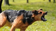 Houston expert shares tips to protect yourself from aggressive dogs